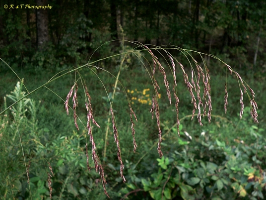 {Tridens flavus}